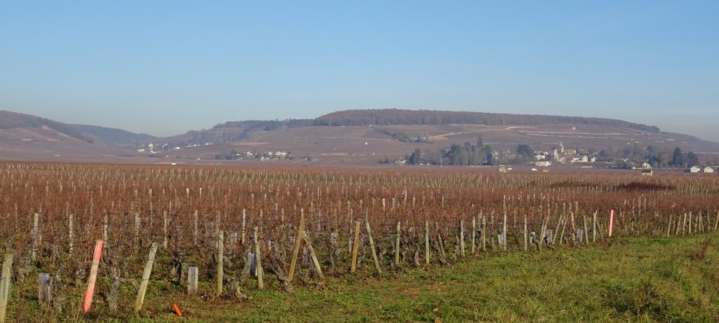 2021 Burgundy Offer from Bowes Wine