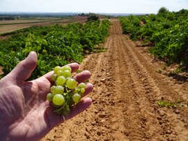 Cayetana fruit and Ribera del Duero soils