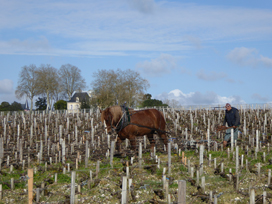 Vineyard work at Château Latour