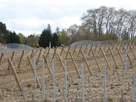 Vineyard and soil at Malartic