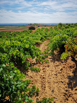 View of the Pago de Santa Cruz vineyards
