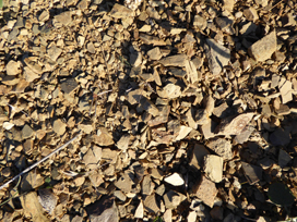 The slaty soils of Priorat