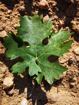 Tempranillo leaf on the soil of Toro
