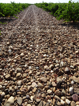 Stony soils in Toro, Spain