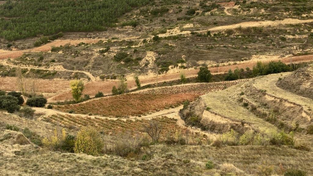 Jose Gil Vineyards in Rioja