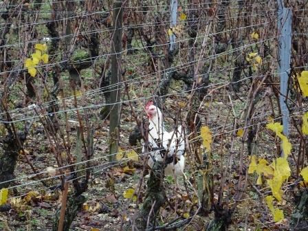 Pecking Around the Vineyards of Burgundy