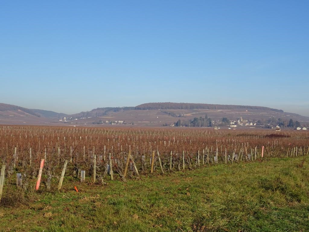 Winemaking in Burgundy
