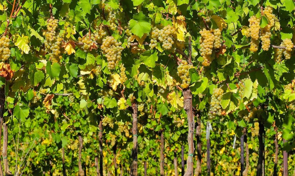 I Hate(d) Sauvignon Blanc