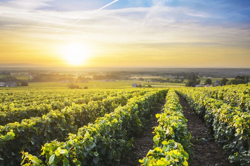 The wonderfully fresh 2017 Burgundy vintage